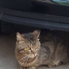 Подробнее об объявлении «Москва Найден кот» Фото: найдена кошка  «Москва Найден кот» в г. Москва