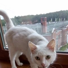 Подробнее об объявлении «Екатеринбург Найдена кошка» Фото: найдена кошка  «Екатеринбург Найдена кошка» в г. Екатеринбург