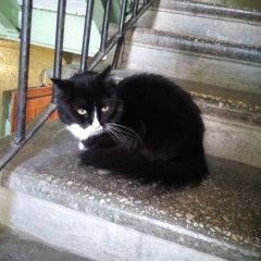 Подробнее об объявлении «Санкт-Петербург Найдена кошка» Фото: найдена кошка  «Санкт-Петербург Найдена кошка» в г. Санкт-Петербург