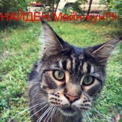 Подробнее об объявлении «Москва Найдена кошка мейн-кун» Фото: найдена кошка Мейн-кун «Москва Найдена кошка мейн-кун» в г. Москва