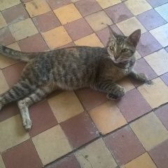 Подробнее об объявлении «Москва Найдена кошка.домашняя.ласковая.» Фото: найдена кошка  «Москва Найдена кошка.домашняя.ласковая.» в г. Москва