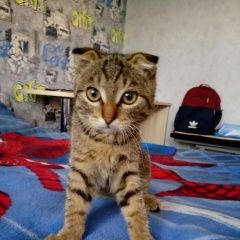 Подробнее об объявлении «Красноярск Найден кот» Фото: найдена кошка  «Красноярск Найден кот» в г. Красноярск
