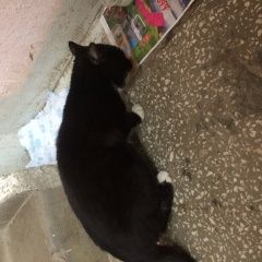 Подробнее об объявлении «Екатеринбург Найдена кошка» Фото: найдена кошка  «Екатеринбург Найдена кошка» в г. Екатеринбург