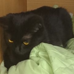 Подробнее об объявлении «Найдена кошка Обнинск» Фото: найдена кошка  «Найдена кошка Обнинск» в г. Обнинск
