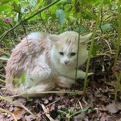 Подробнее об объявлении «Красногорск Найдена кошка или кот» Фото: найдена кошка  «Красногорск Найдена кошка или кот» в г. Красногорск