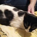 Подробнее об объявлении «Найдена кошка (домашняя, беременная) Красногорск» Фото: найдена кошка  «Найдена кошка (домашняя, беременная) Красногорск» в г. Красногорск