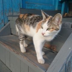 Подробнее об объявлении «Одинцово Найдена кошка» Фото: найдена кошка  «Одинцово Найдена кошка» в г. Одинцово