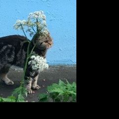 Подробнее об объявлении «Москва Найдена кошка южное бутово  кошечка» Фото: найдена кошка Шотландская вислоухая «Москва Найдена кошка южное бутово  кошечка» в г. Москва