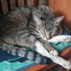 Подробнее об объявлении «Москва Найдена кошка» Фото: найдена кошка  «Москва Найдена кошка» в г. Москва