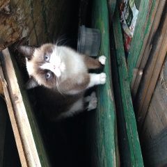 Подробнее об объявлении «Москва Найдена кошка в районе м. динамо» Фото: найдена кошка Манчкин «Москва Найдена кошка в районе м. динамо» в г. Москва