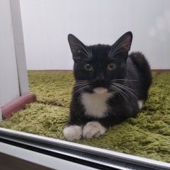Подробнее об объявлении «Екатеринбург Найден кот район ботаника» Фото: найдена кошка  «Екатеринбург Найден кот район ботаника» в г. Екатеринбург