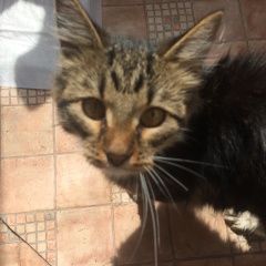 Подробнее об объявлении «Москва Найдена кошка» Фото: найдена кошка  «Москва Найдена кошка» в г. Москва
