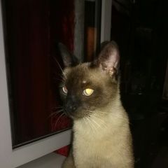 Подробнее об объявлении «Найдена кошка Нижний Новгород» Фото: найдена кошка Сиамская «Найдена кошка Нижний Новгород» в г. Нижний Новгород
