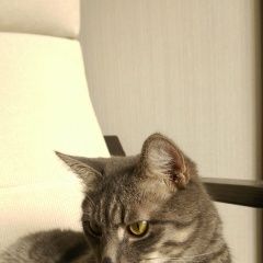 Подробнее об объявлении «Москва Найден кот в ясенево» Фото: найдена кошка  «Москва Найден кот в ясенево» в г. Москва