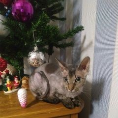 Подробнее об объявлении «Найдена кошка Выкса» Фото: найдена кошка  «Найдена кошка Выкса» в г. Выкса