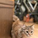 Подробнее об объявлении «Москва Найдена кошка» Фото: найдена кошка  «Москва Найдена кошка» в г. Москва