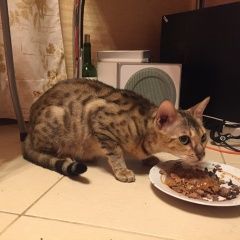 Подробнее об объявлении «Москва Найдена кошка алтуфьево» Фото: найдена кошка Бенгальская «Москва Найдена кошка алтуфьево» в г. Москва