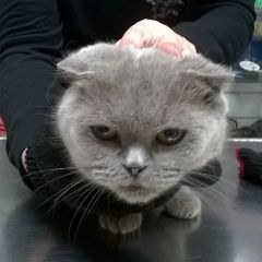 Подробнее об объявлении «Найдена кошка фенотип шотландской породы Чебоксары» Фото: найдена кошка Шотландская вислоухая «Найдена кошка фенотип шотландской породы Чебоксары» в г. Чебоксары
