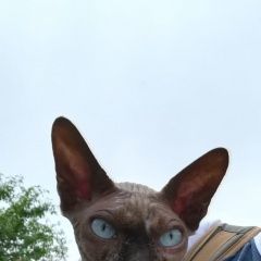 Подробнее об объявлении «Казань Найден кот мальчик сфинкс» Фото: найдена кошка Сфинкс «Казань Найден кот мальчик сфинкс» в г. Казань