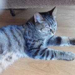 Подробнее об объявлении «Москва Найдена кошка» Фото: найдена кошка  «Москва Найдена кошка» в г. Москва