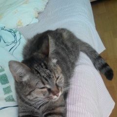 Подробнее об объявлении «Москва Найдена кошка» Фото: найдена кошка  «Москва Найдена кошка» в г. Москва