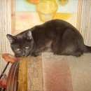 Подробнее об объявлении «Москва Найдена кошка явно домашняя и на улице недавно» Фото: найдена кошка Русская голубая «Москва Найдена кошка явно домашняя и на улице...» в г. Москва