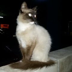 Подробнее об объявлении «Жуковский Найдена кошка потеряшка» Фото: найдена кошка Сиамская «Жуковский Найдена кошка потеряшка» в г. Жуковский