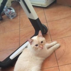 Подробнее об объявлении «Москва Найден кот» Фото: найдена кошка Тайская «Москва Найден кот» в г. Москва