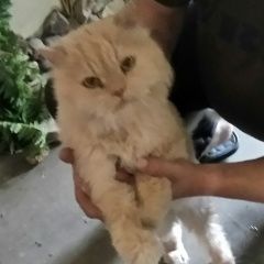 Подробнее об объявлении «Москва Найден кот, район свиблово» Фото: найдена кошка Персидская «Москва Найден кот, район свиблово» в г. Москва