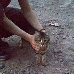 Подробнее об объявлении «Воронеж Найдена кошка серая, оочень длинный и пушистый хвост» Фото: найдена кошка  «Воронеж Найдена кошка серая, оочень длинный и...» в г. Воронеж
