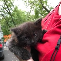 Подробнее об объявлении «Москва Найдена кошка» Фото: найдена кошка  «Москва Найдена кошка» в г. Москва