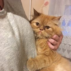 Подробнее об объявлении «Найдена кошка Белогорск» Фото: найдена кошка  «Найдена кошка Белогорск» в г. Белогорск