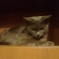 Подробнее об объявлении «Воронеж Найдена кошка» Фото: найдена кошка  «Воронеж Найдена кошка» в г. Воронеж