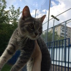 Подробнее об объявлении «Москва Найдена кошка котенок месяца» Фото: найдена кошка  «Москва Найдена кошка котенок месяца» в г. Москва