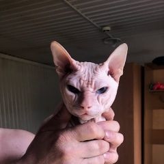Подробнее об объявлении «Найден кот может быть его ищут Уфа» Фото: найдена кошка  «Найден кот может быть его ищут Уфа» в г. Уфа