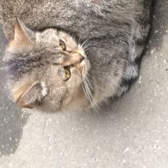 Подробнее об объявлении «Москва Найдена кошка» Фото: найдена кошка Британская короткошерстная «Москва Найдена кошка» в г. Москва