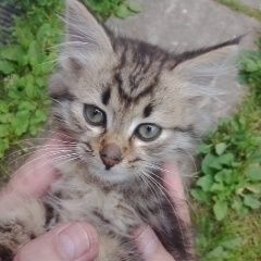 Подробнее об объявлении «Найден котенок 1, 5месяца Мытищи» Фото: найдена кошка Сибирская «Найден котенок 1, 5месяца Мытищи» в г. Мытищи