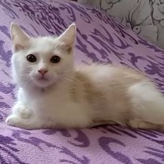 Подробнее об объявлении «Найден котик 3-4 месяца Зеленоград» Фото: найдена кошка  «Найден котик 3-4 месяца Зеленоград» в г. Зеленоград