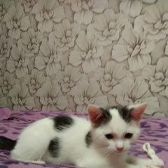 Подробнее об объявлении «Найден котик 3 месяца Зеленоград» Фото: найдена кошка  «Найден котик 3 месяца Зеленоград» в г. Зеленоград