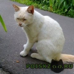 Подробнее об объявлении «Москва Найден кот молочный с голубыми глазами» Фото: найдена кошка  «Москва Найден кот молочный с голубыми глазами» в г. Москва