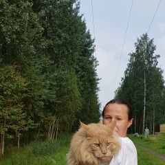 Подробнее об объявлении «Найден кот мейн-кун (рыжий, взрослый кот) Санкт-Петербург» Фото: найдена кошка Мейн-кун «Найден кот мейн-кун (рыжий, взрослый кот)...» в г. Санкт-Петербург