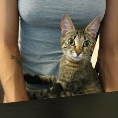 Подробнее об объявлении «Москва Найдена кошка митино, улица барышиха» Фото: найдена кошка  «Москва Найдена кошка митино, улица барышиха» в г. Москва