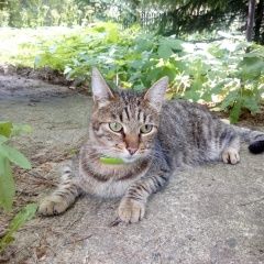 Подробнее об объявлении «Найдена кошка Королев» Фото: найдена кошка  «Найдена кошка Королев» в г. Королев