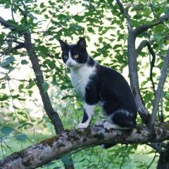 Подробнее об объявлении «Найден кот Королев» Фото: найдена кошка  «Найден кот Королев» в г. Королев