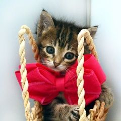 Подробнее об объявлении «Москва Найдена кошка найдёныш-котёнок. девочка луиза.» Фото: найдена кошка  «Москва Найдена кошка найдёныш-котёнок. девочка...» в г. Москва