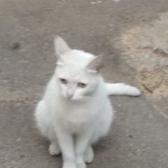 Подробнее об объявлении «Москва Найдена кошка кот/кошка» Фото: найдена кошка  «Москва Найдена кошка кот/кошка» в г. Москва