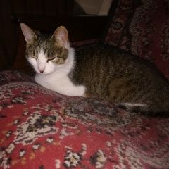 Подробнее об объявлении «Москва Найдена кошка р. нагатино» Фото: найдена кошка  «Москва Найдена кошка р. нагатино» в г. Москва