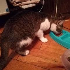 Подробнее об объявлении «Москва Найдена кошка район нагатино» Фото: найдена кошка  «Москва Найдена кошка район нагатино» в г. Москва