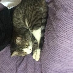 Подробнее об объявлении «Москва Найдена кошка новогиреево» Фото: найдена кошка  «Москва Найдена кошка новогиреево» в г. Москва