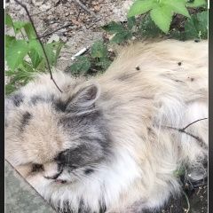 Подробнее об объявлении «Найдена кошка парода персидская Санкт-Петербург» Фото: найдена кошка Персидская «Найдена кошка парода персидская Санкт-Петербург» в г. Санкт-Петербург